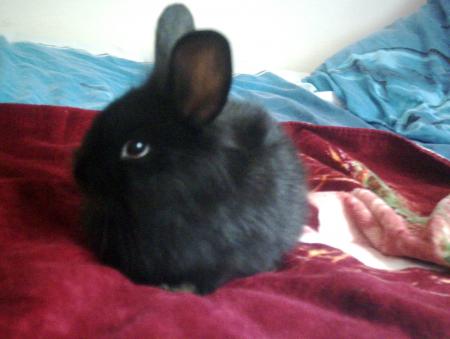 mon new lapinou